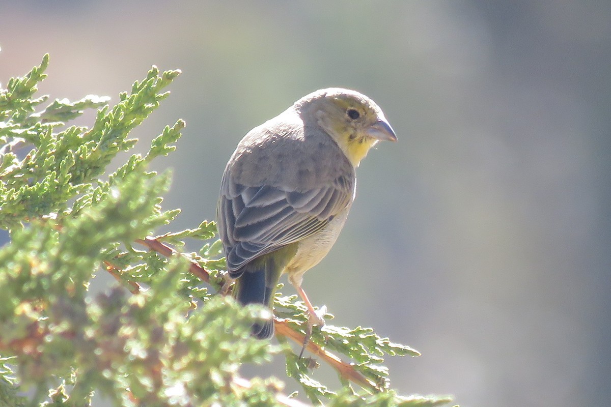 Greenish Yellow-Finch - ML640443542