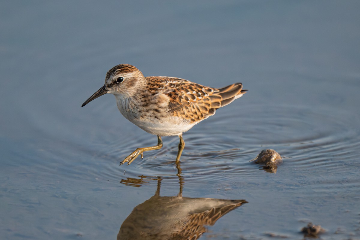 Least Sandpiper - ML640443651
