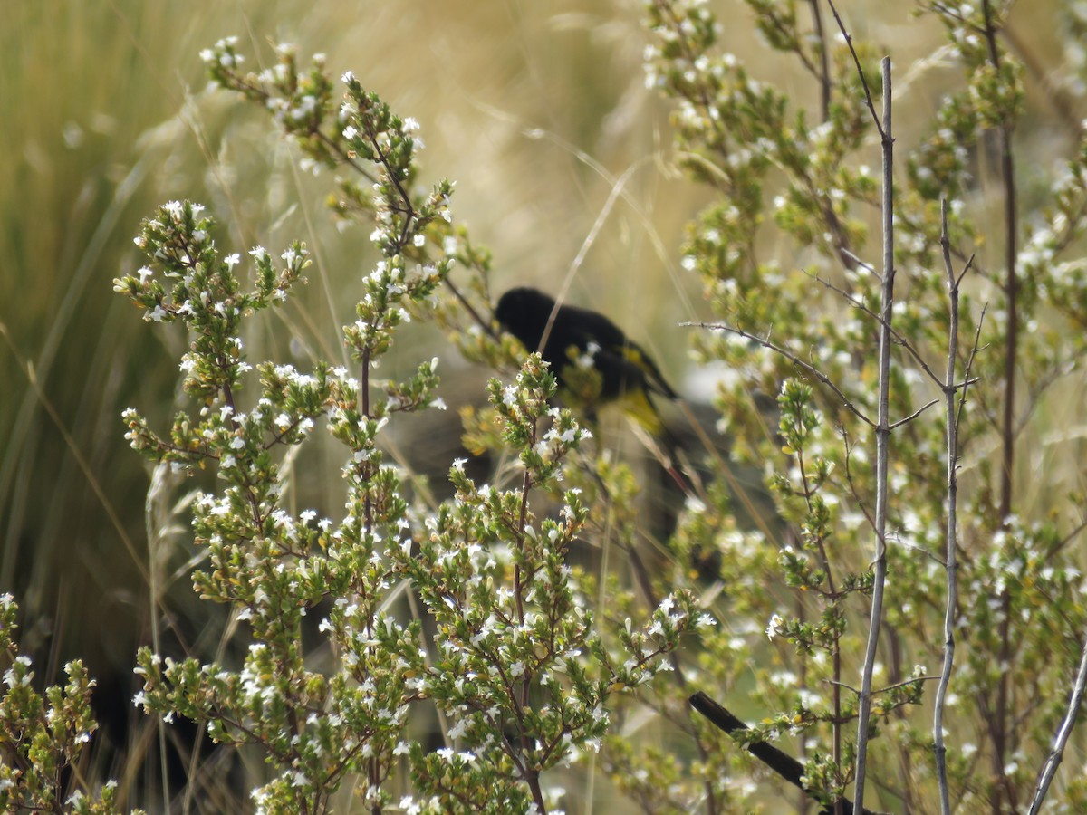 Black Siskin - ML640443694
