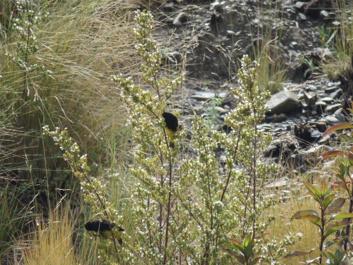 Black Siskin - ML640443695