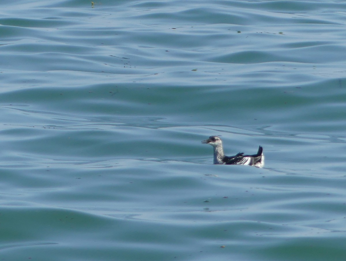 Black Guillemot - ML640443751
