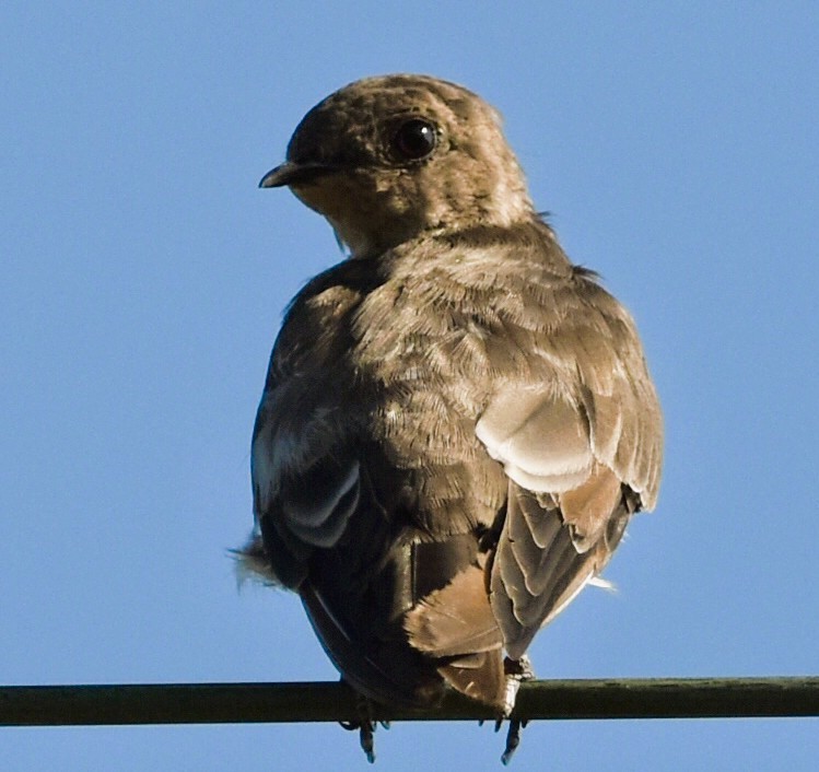 Hirondelle à ailes hérissées - ML640443754