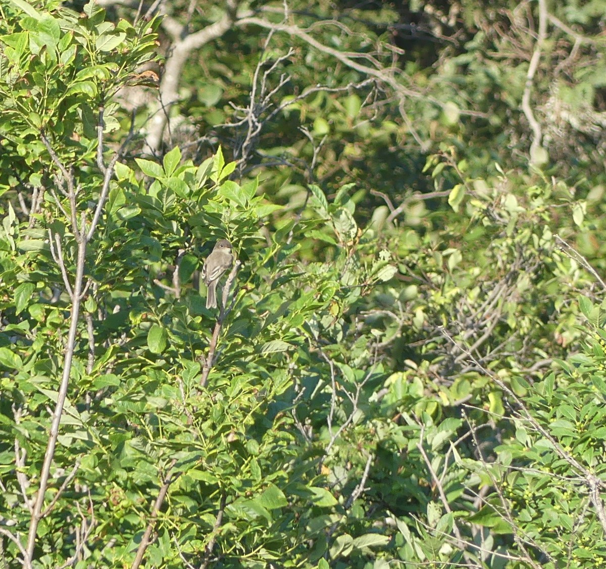 Alder Flycatcher - ML640443762