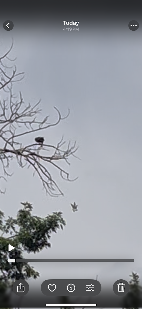 Mississippi Kite - ML640443769