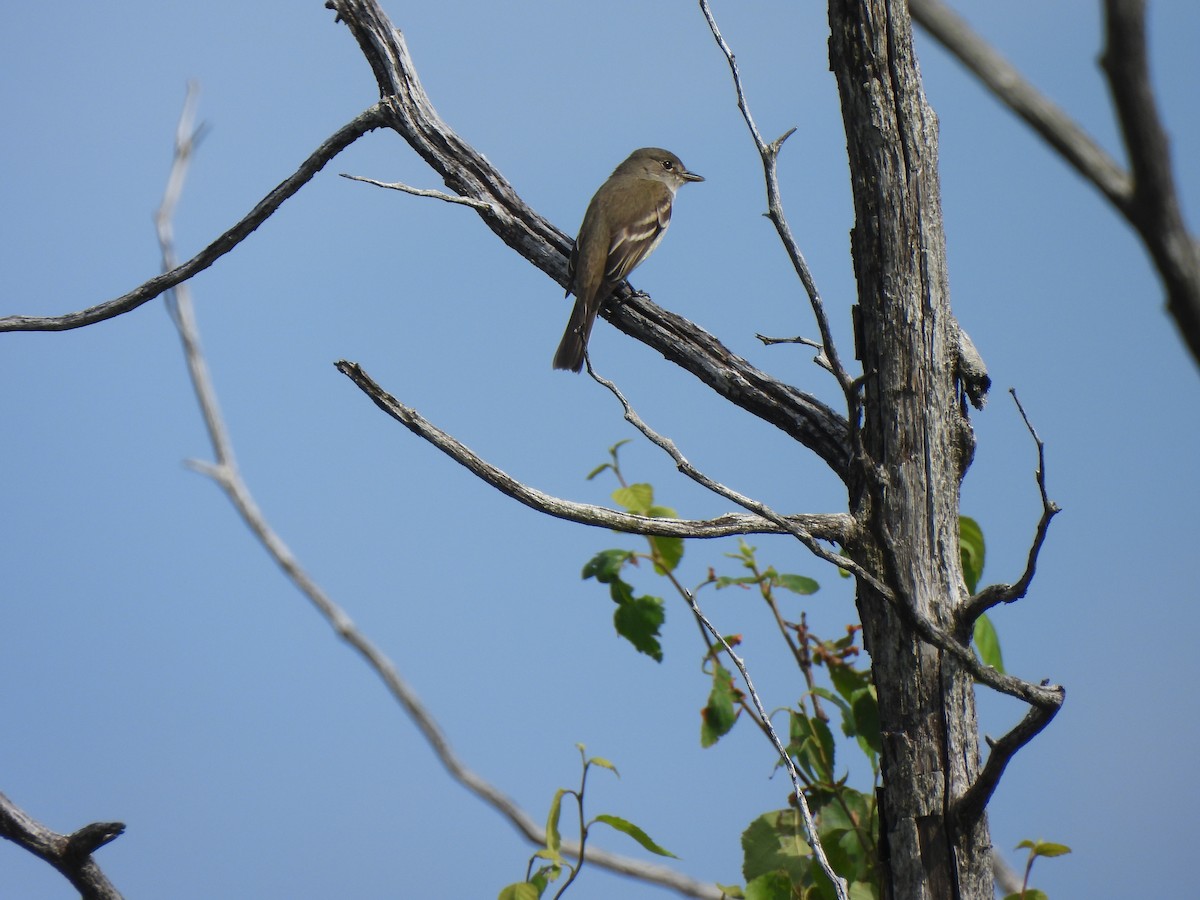 Alder Flycatcher - ML640443802
