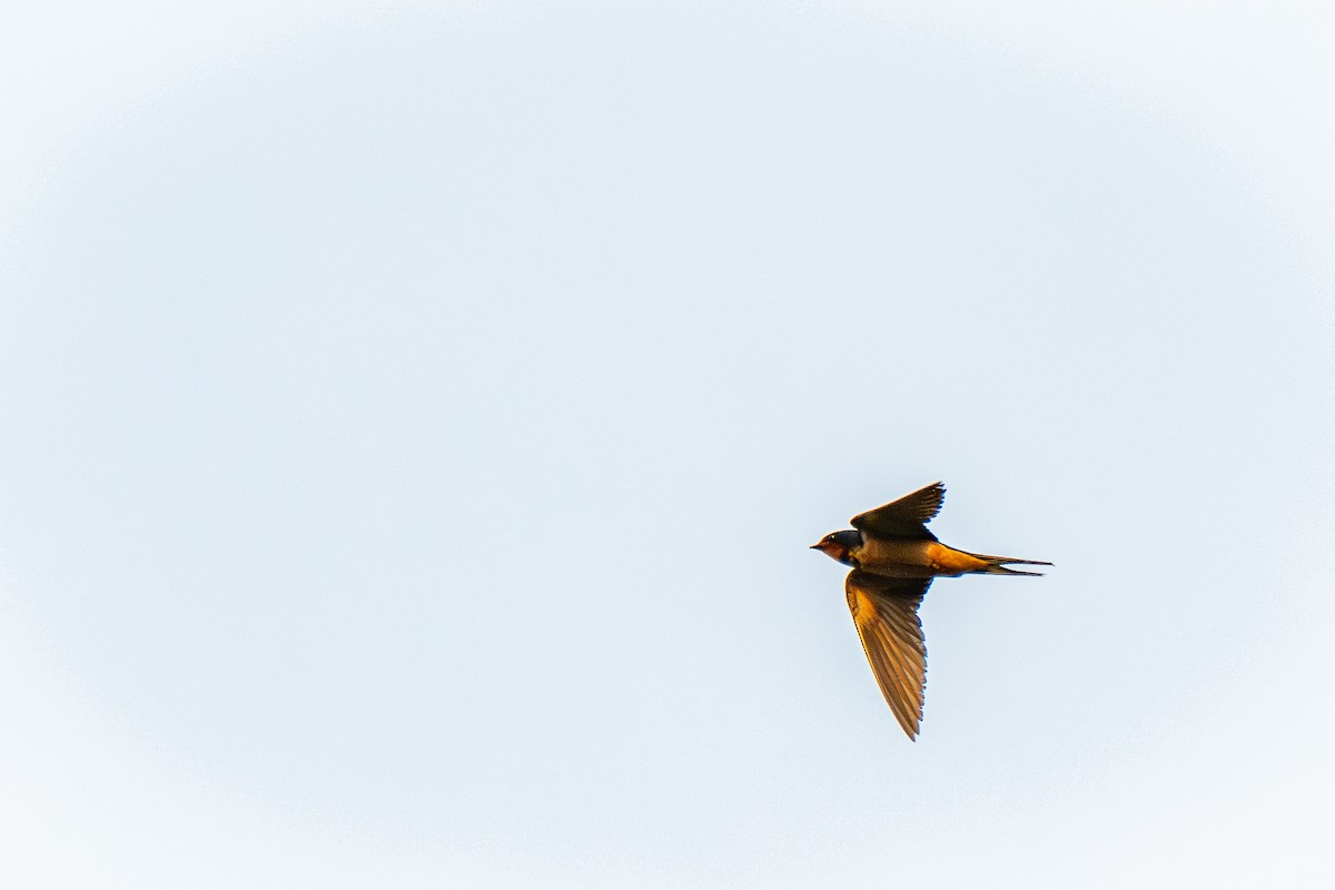 Barn Swallow (American) - ML640443810