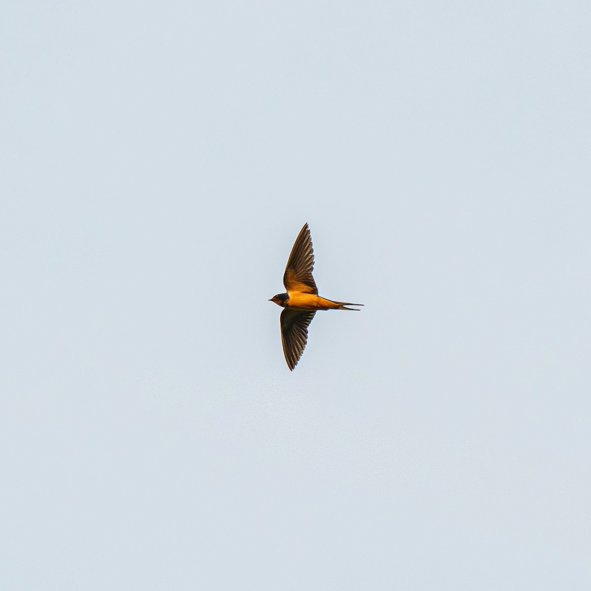 Barn Swallow (American) - ML640443811