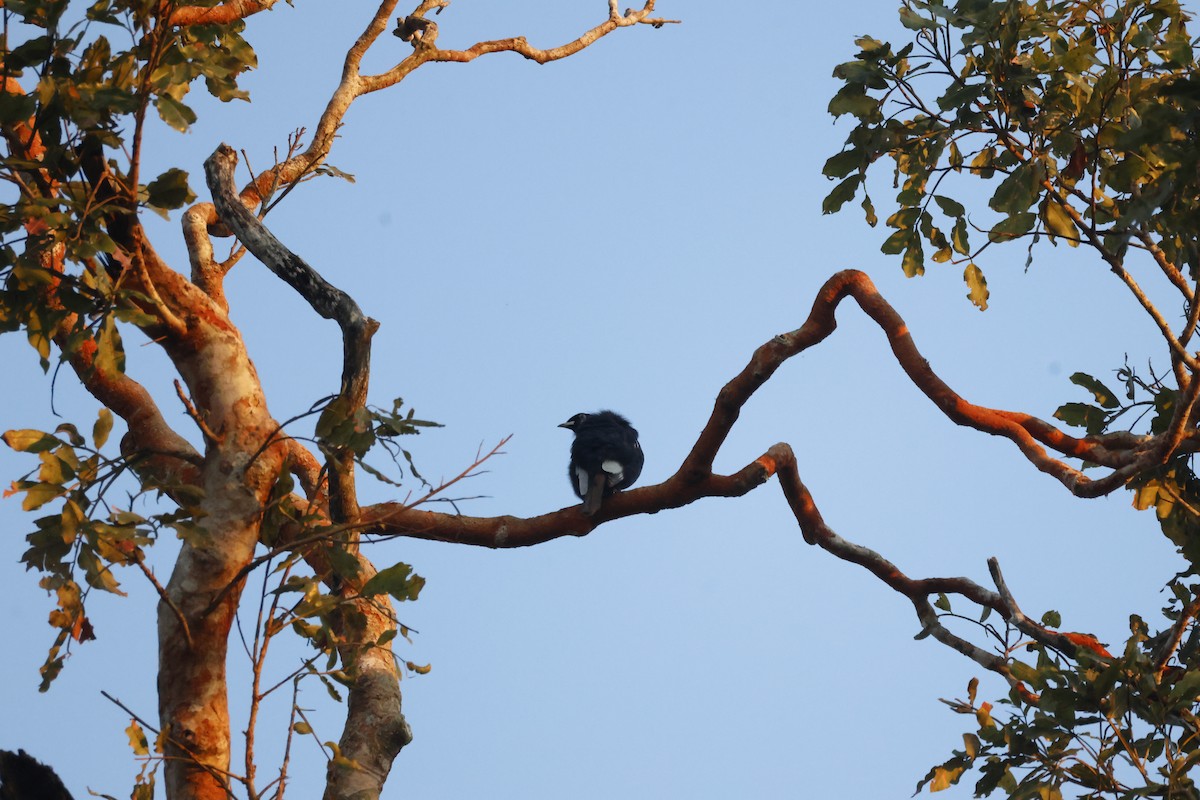 Nackthalskotinga - ML640443813