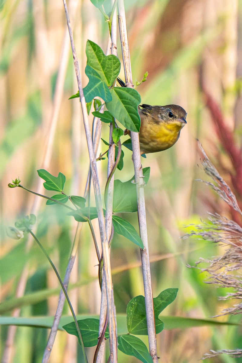 Common Yellowthroat - ML640443850