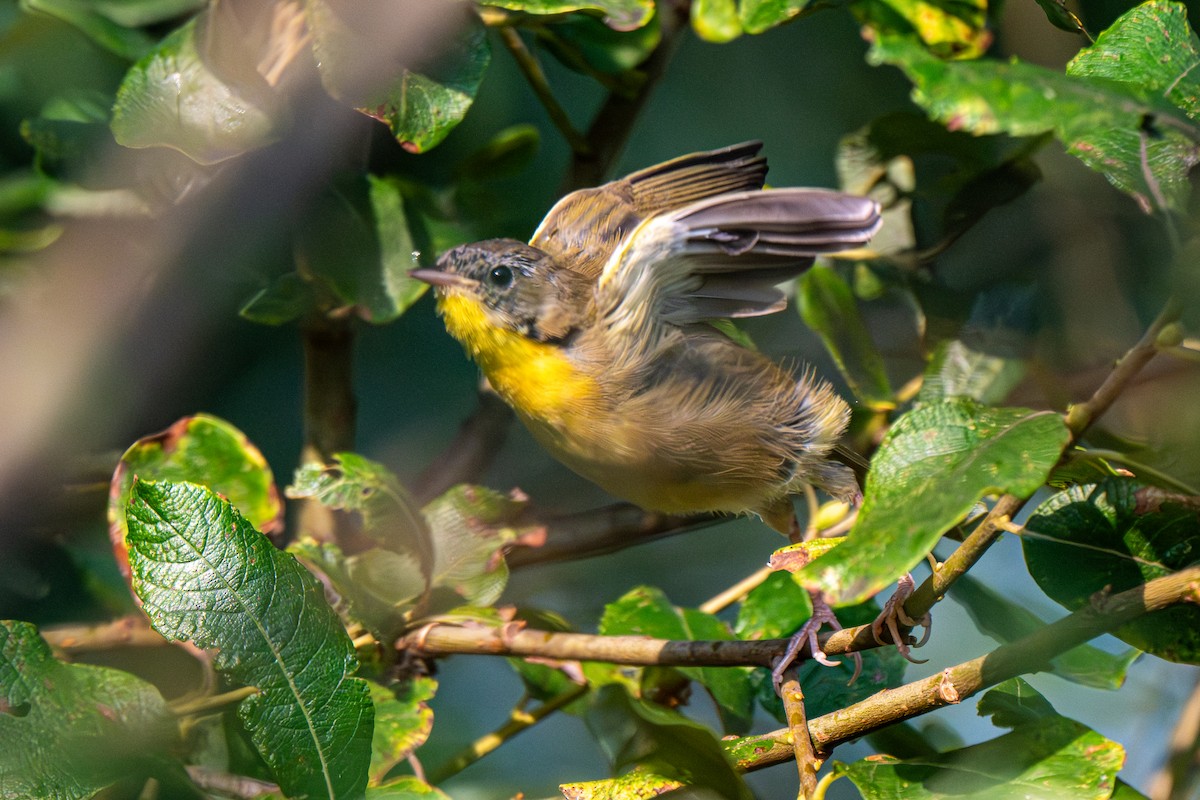 Common Yellowthroat - ML640443851