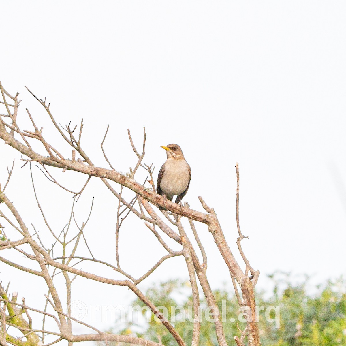 Creamy-bellied Thrush - ML640443938