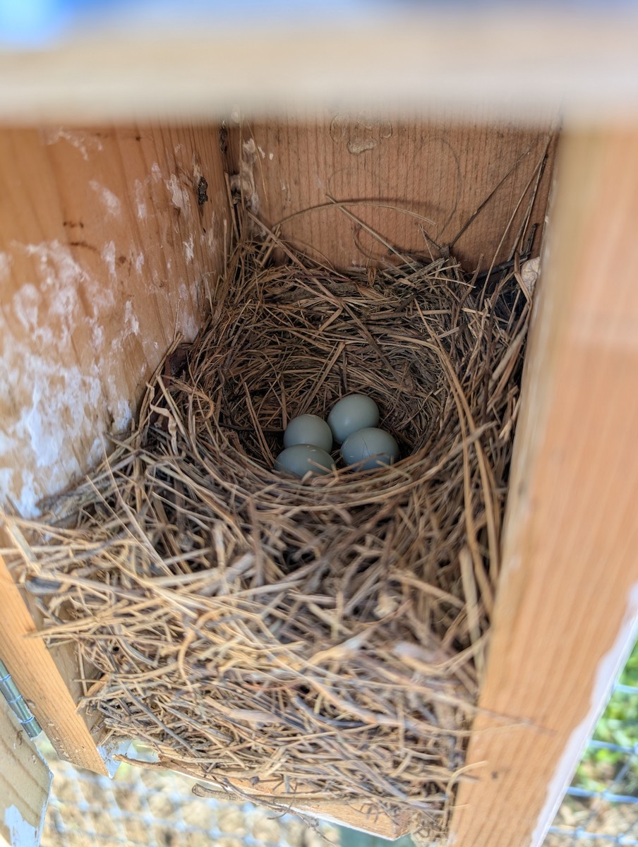 Eastern Bluebird - ML640443966