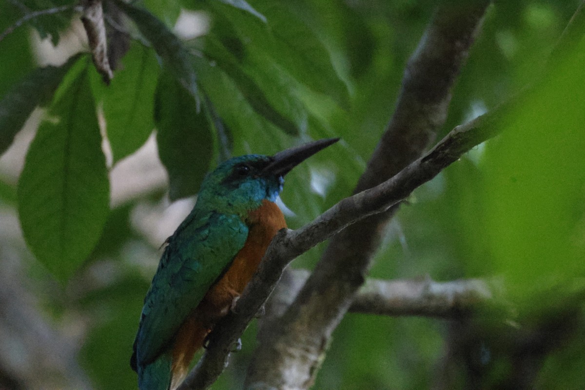 Great Jacamar - ML640443989