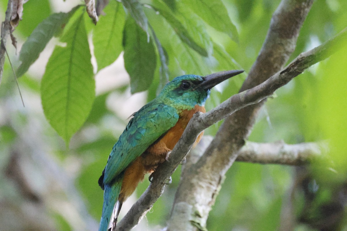 Great Jacamar - ML640443990