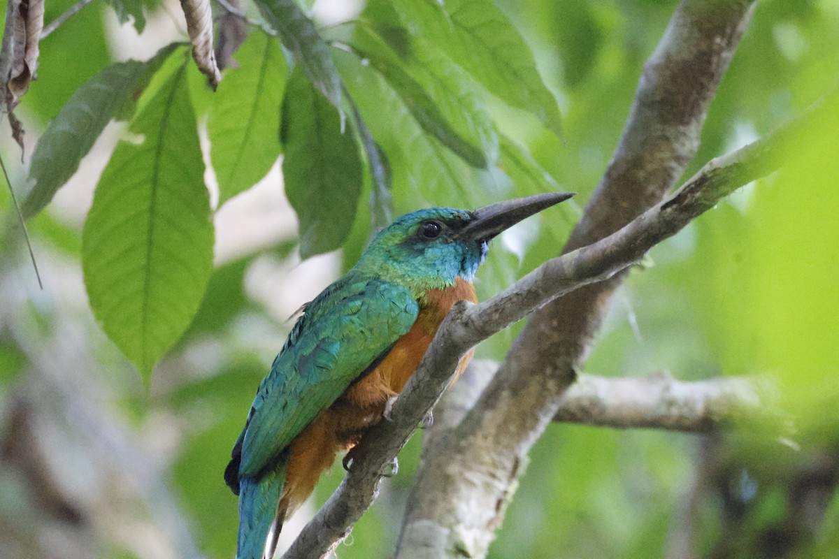 Great Jacamar - ML640443991