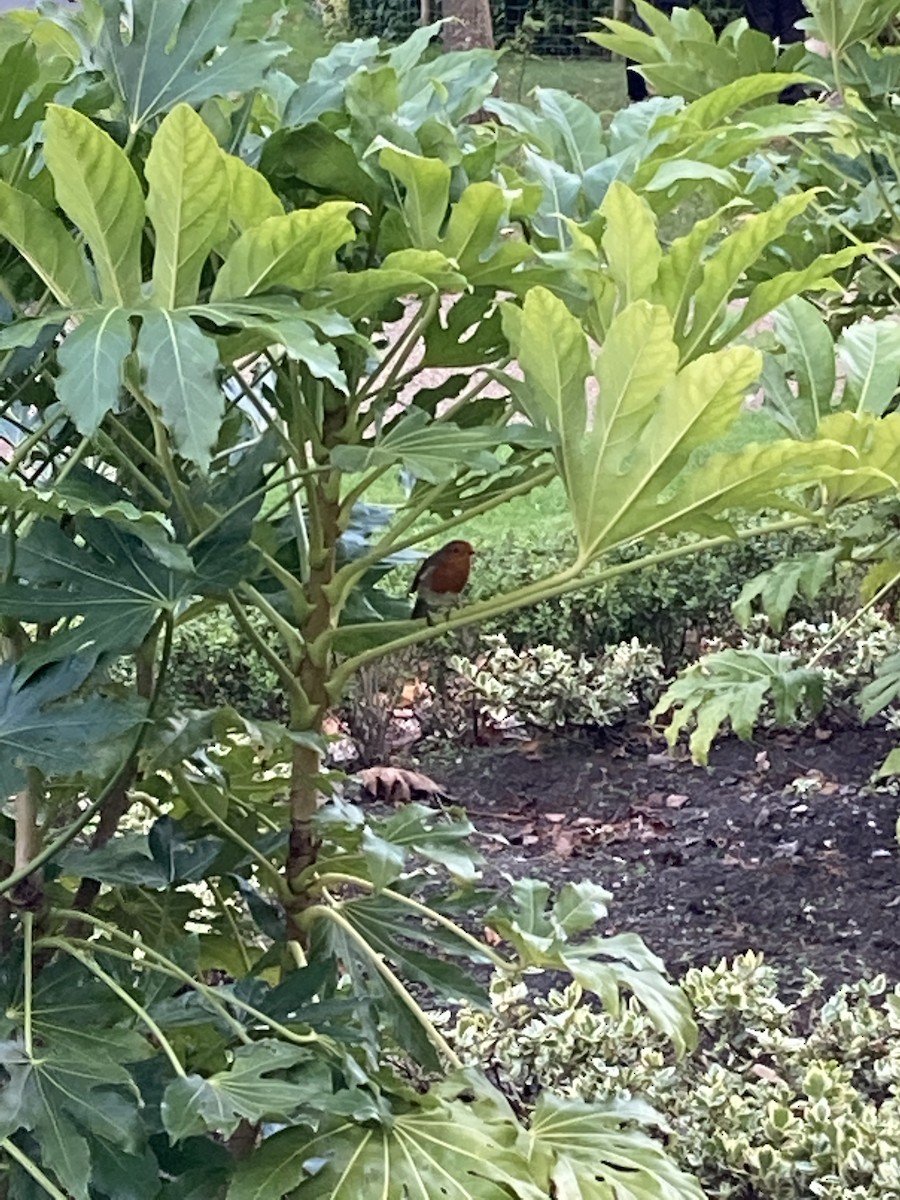 European Robin - ML640444073