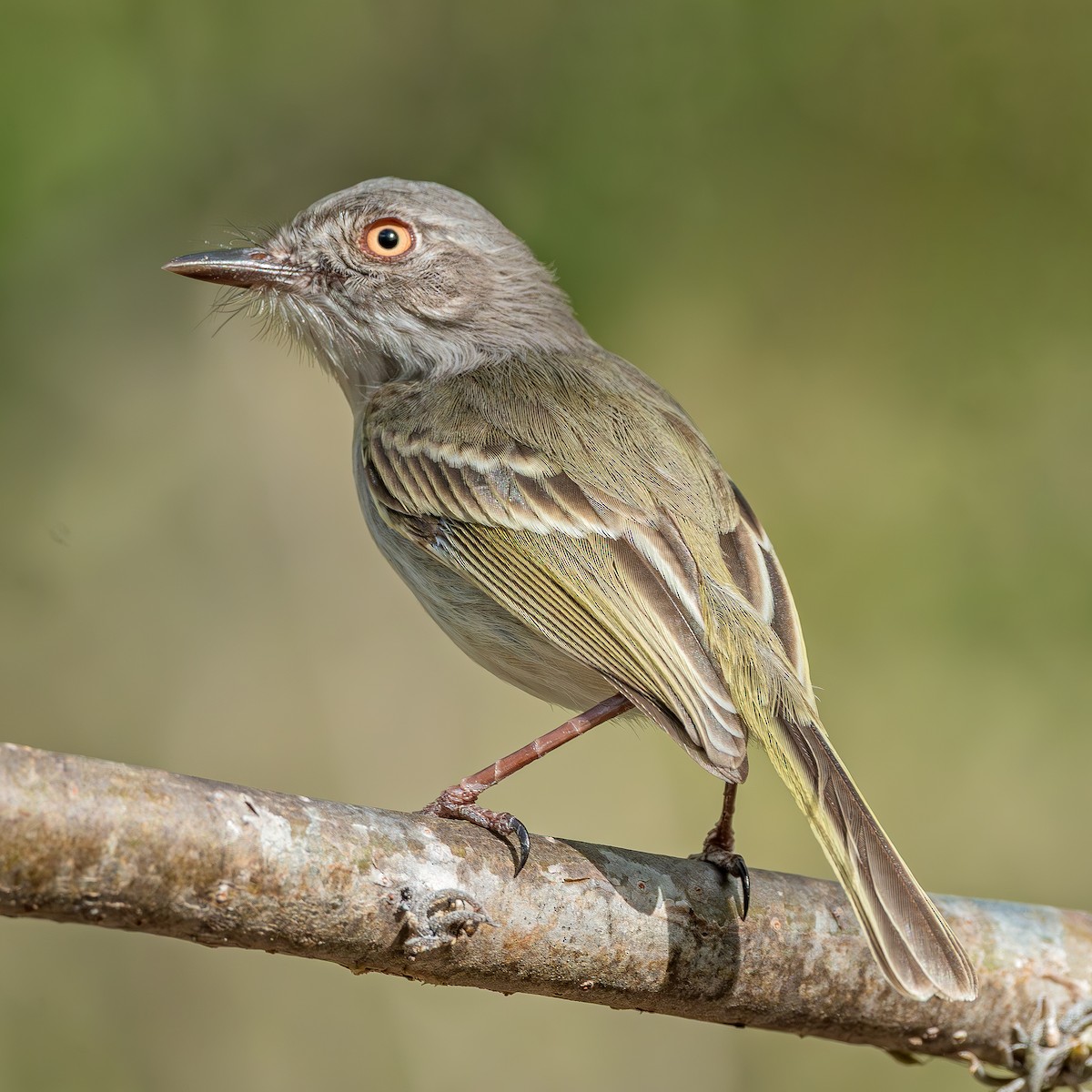 Pearly-vented Tody-Tyrant - ML640444087