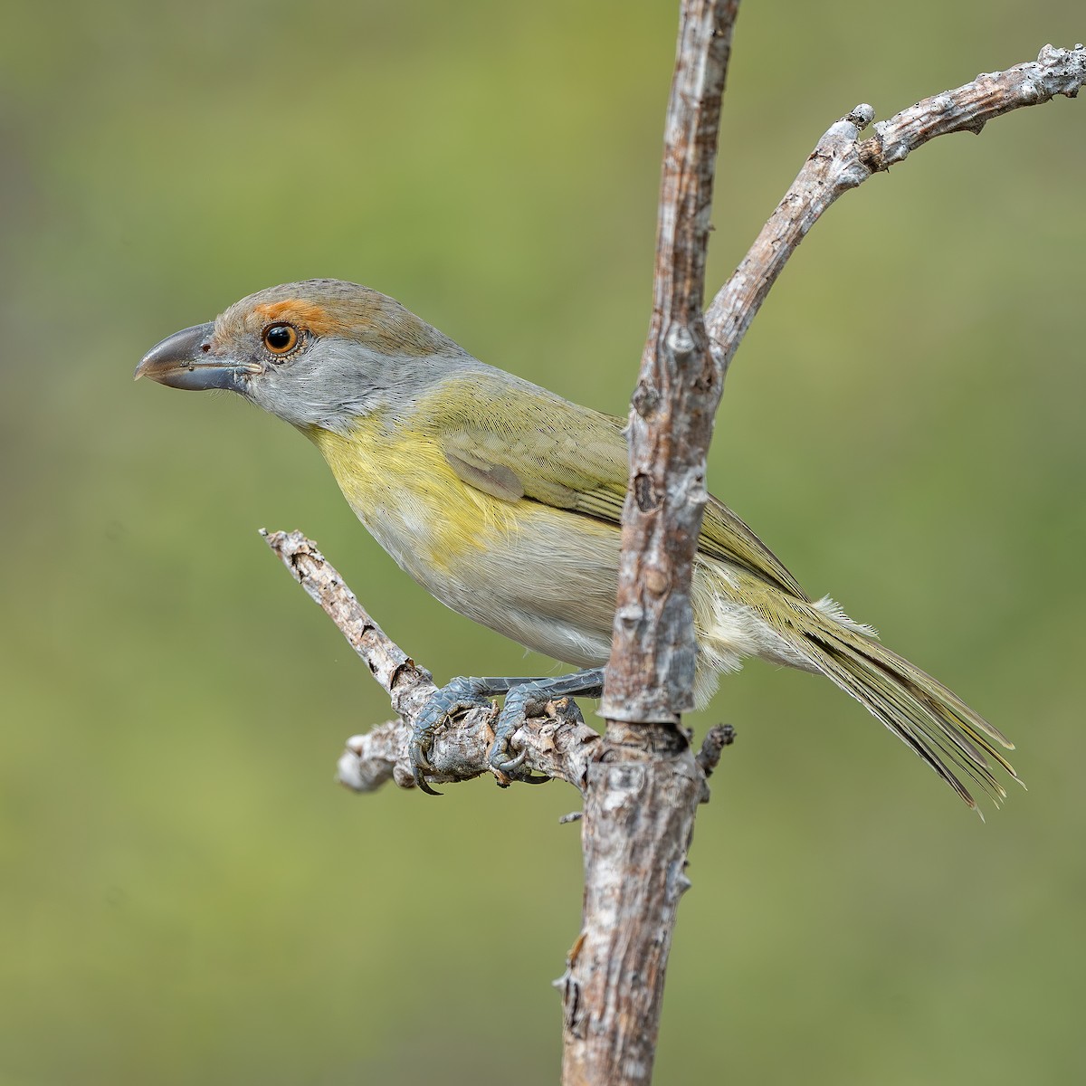 Rufous-browed Peppershrike - ML640444104