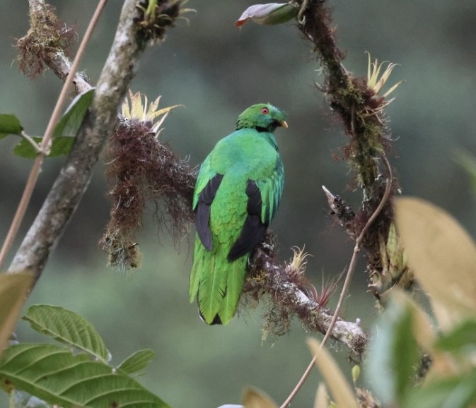 Crested Quetzal - ML640444173
