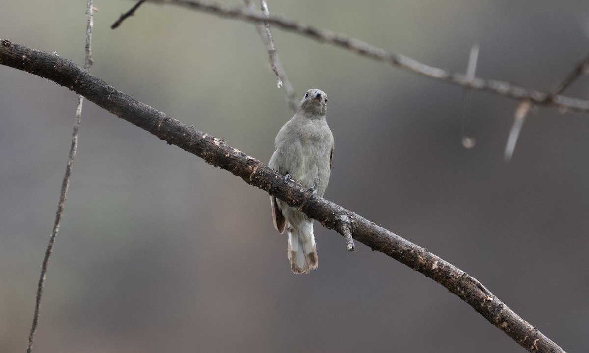 Lesser Honeyguide - ML640444219