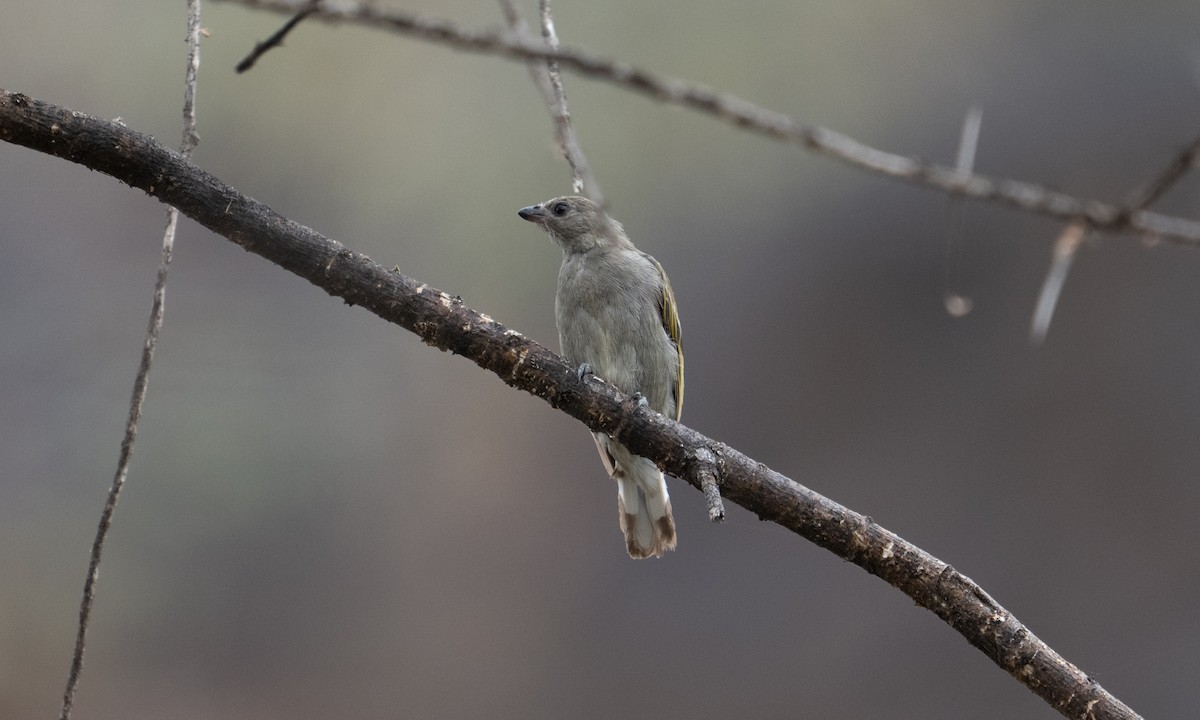 Lesser Honeyguide - ML640444220