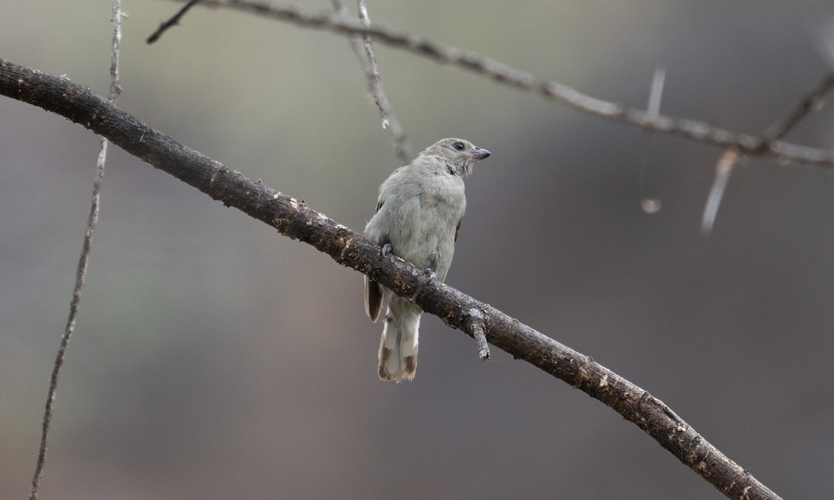 Lesser Honeyguide - ML640444221