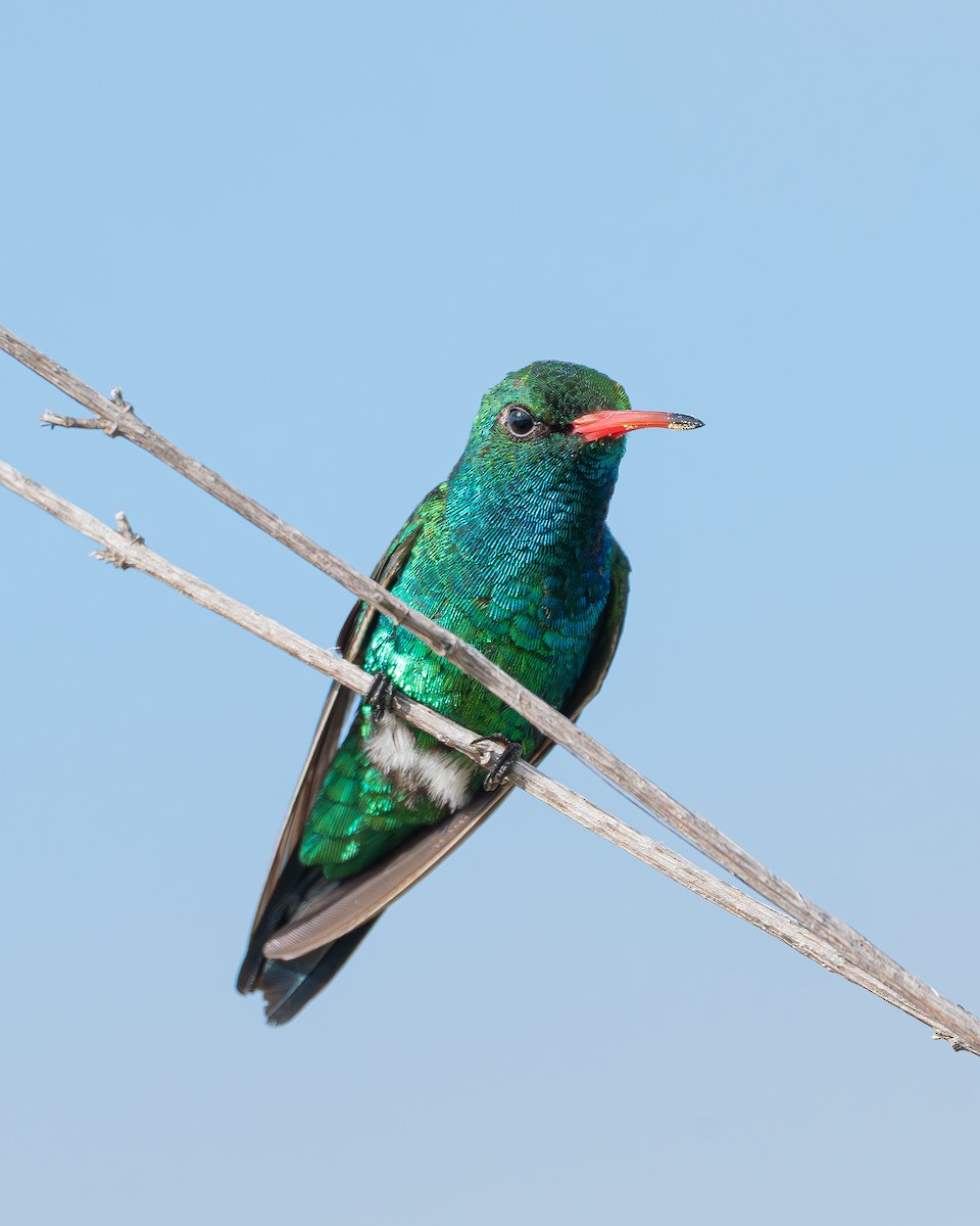 Glittering-bellied Emerald - ML640444238