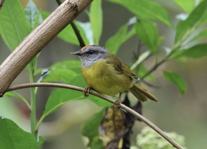 Russet-crowned Warbler - ML640444307