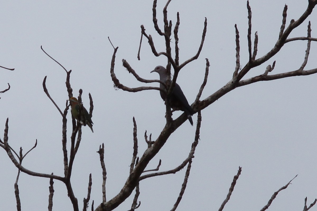 Pinon's Imperial-Pigeon - ML640444323