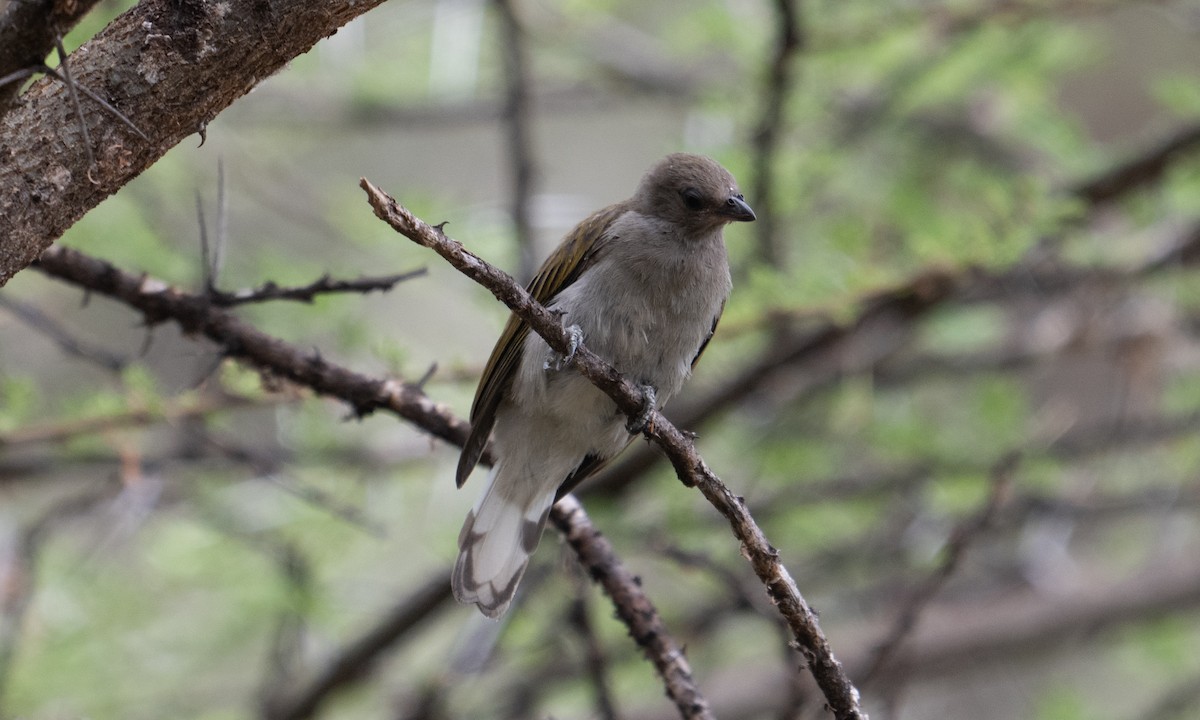 Lesser Honeyguide - ML640444332