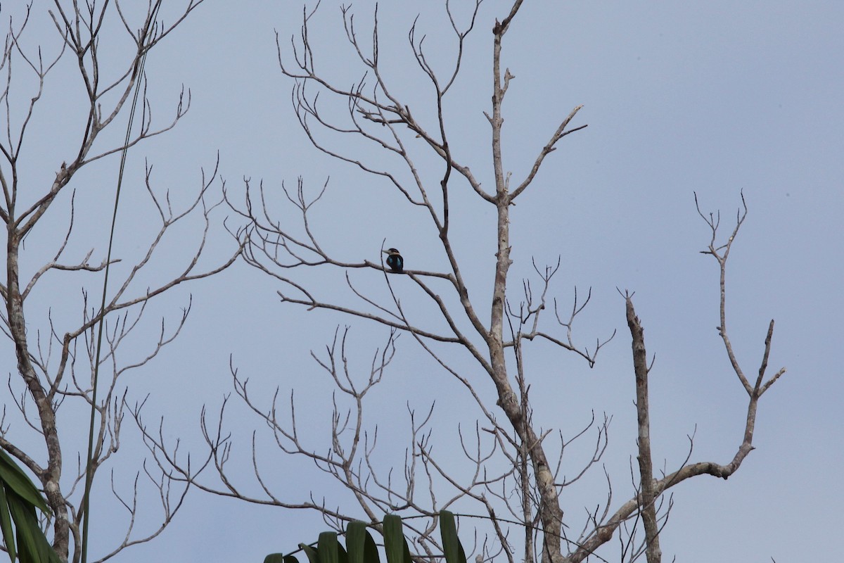 Rufous-bellied Kookaburra - ML640444404