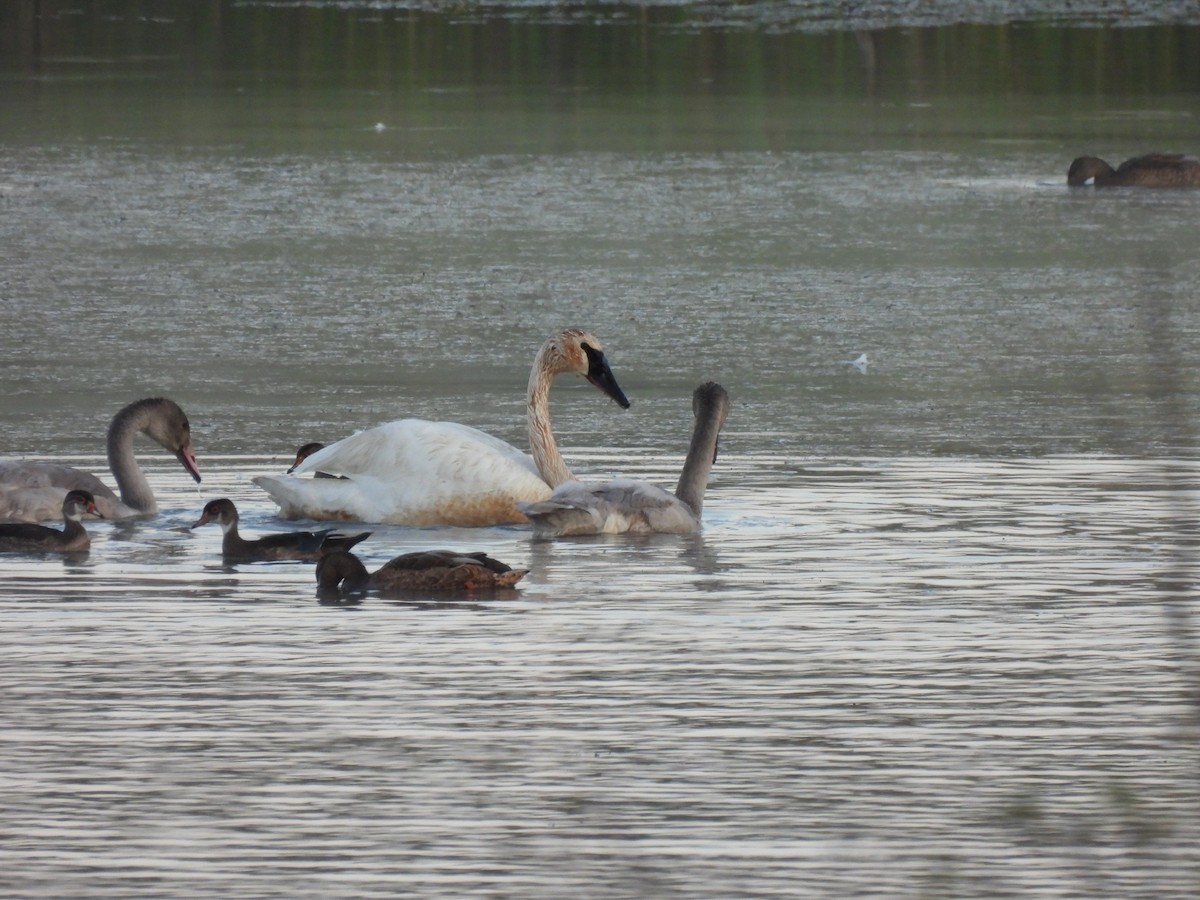 Trumpeter Swan - ML640444419