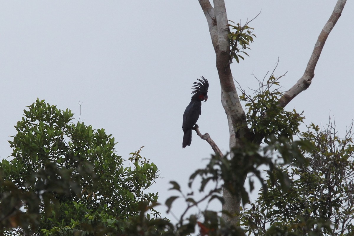 Cacatúa Enlutada - ML640444424