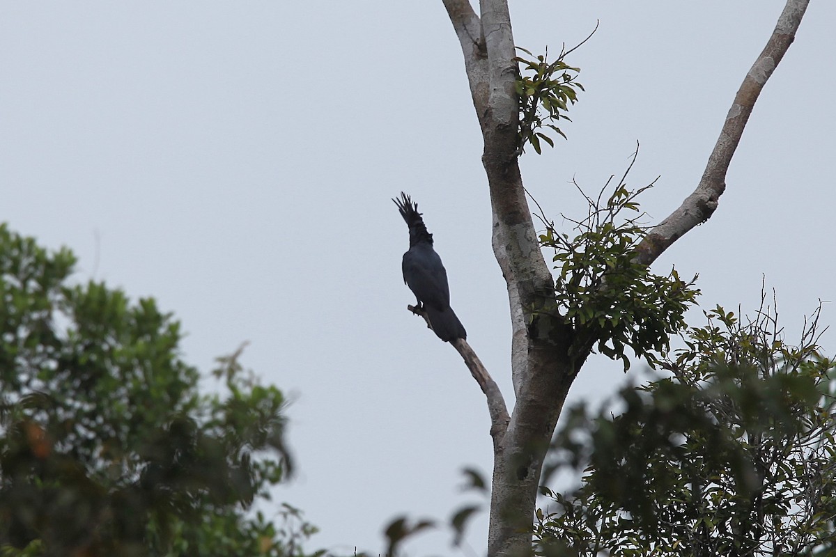 Cacatúa Enlutada - ML640444425