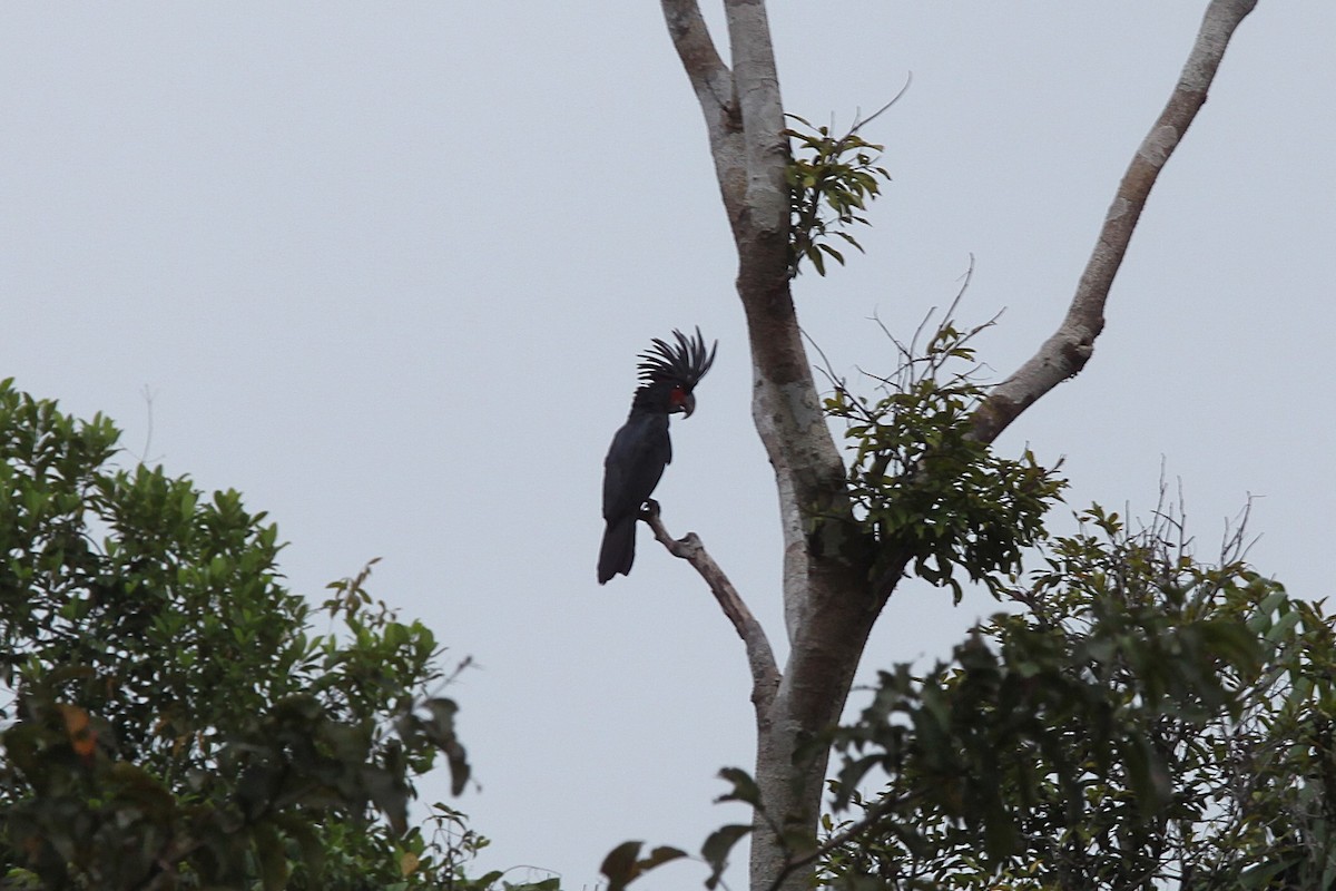 Cacatúa Enlutada - ML640444426
