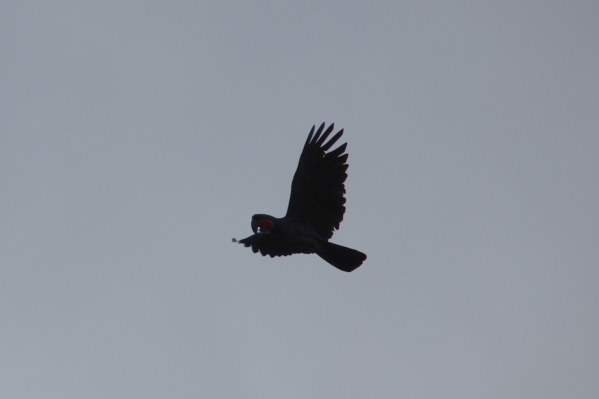 Cacatúa Enlutada - ML640444427