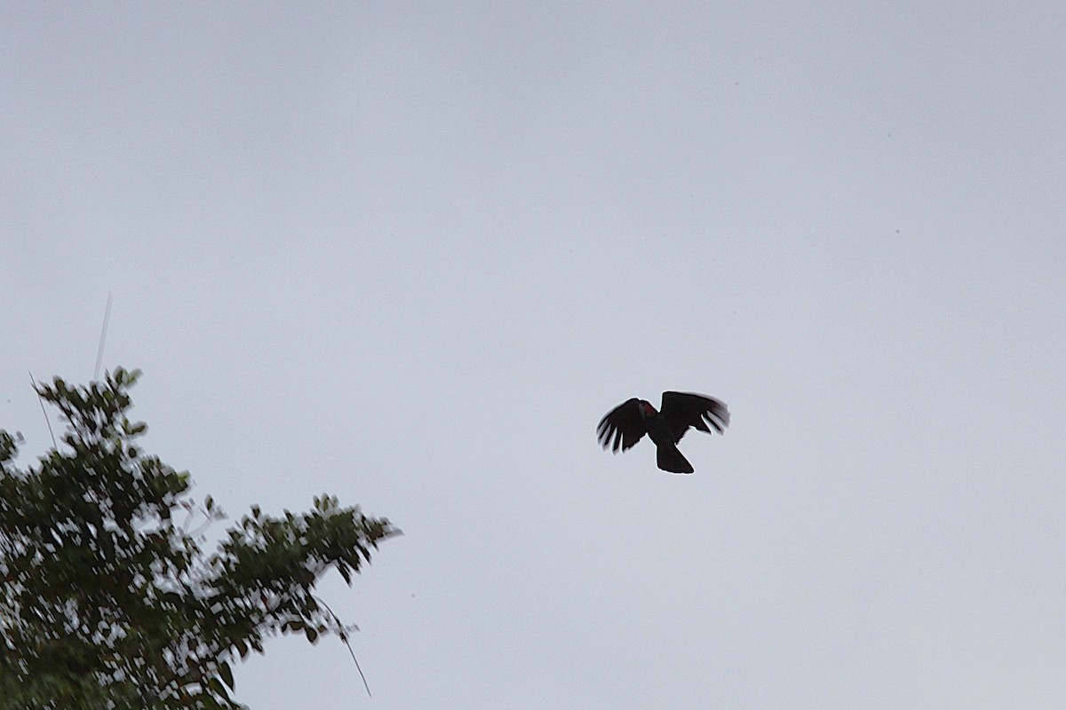 Cacatúa Enlutada - ML640444428