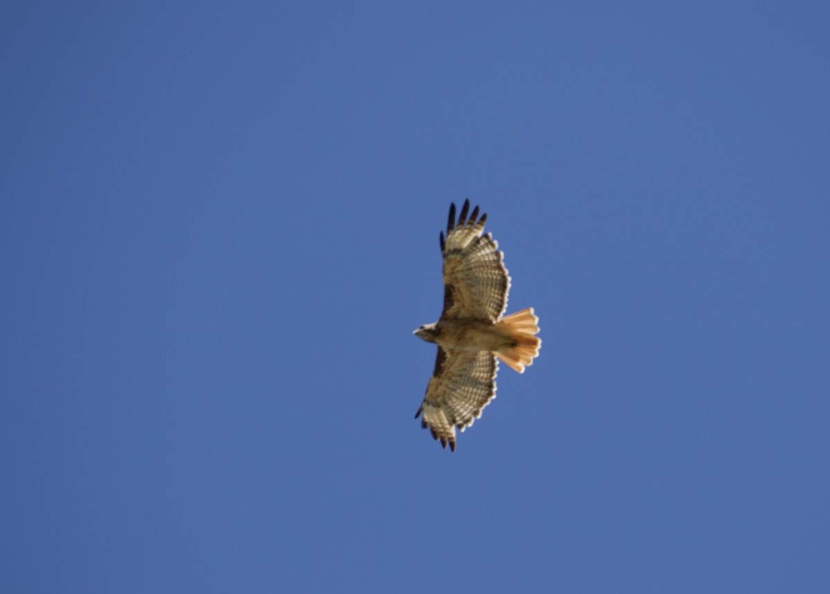 Red-tailed Hawk - ML640444443