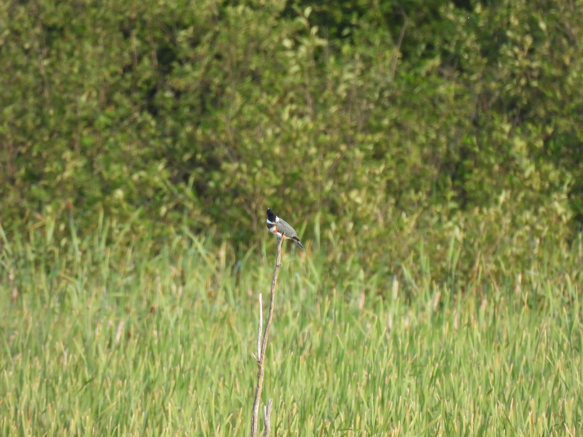 Belted Kingfisher - ML640444454
