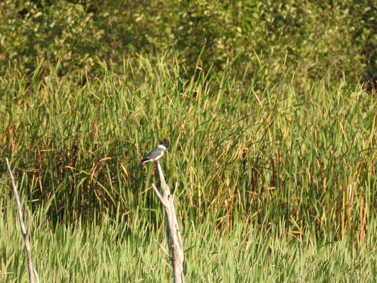 Belted Kingfisher - ML640444457