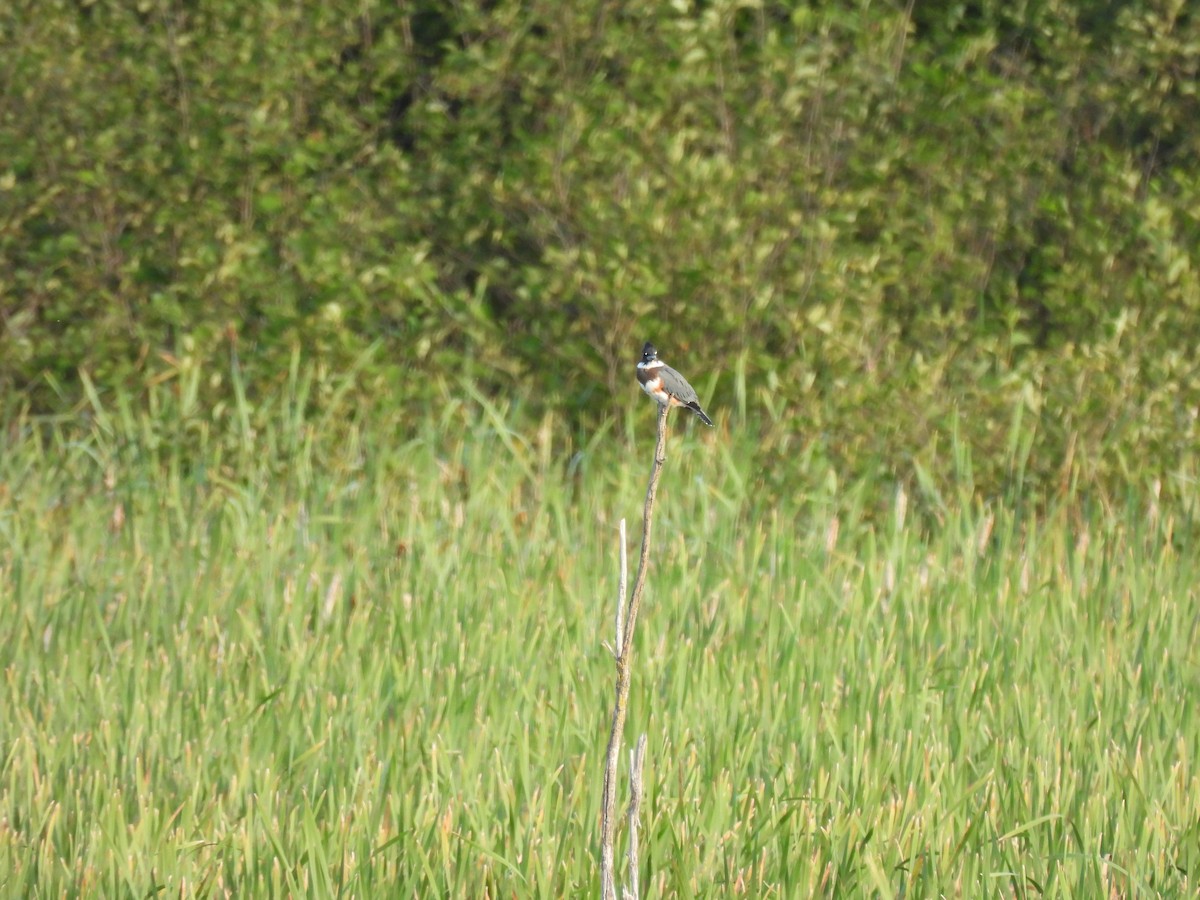 Belted Kingfisher - ML640444460