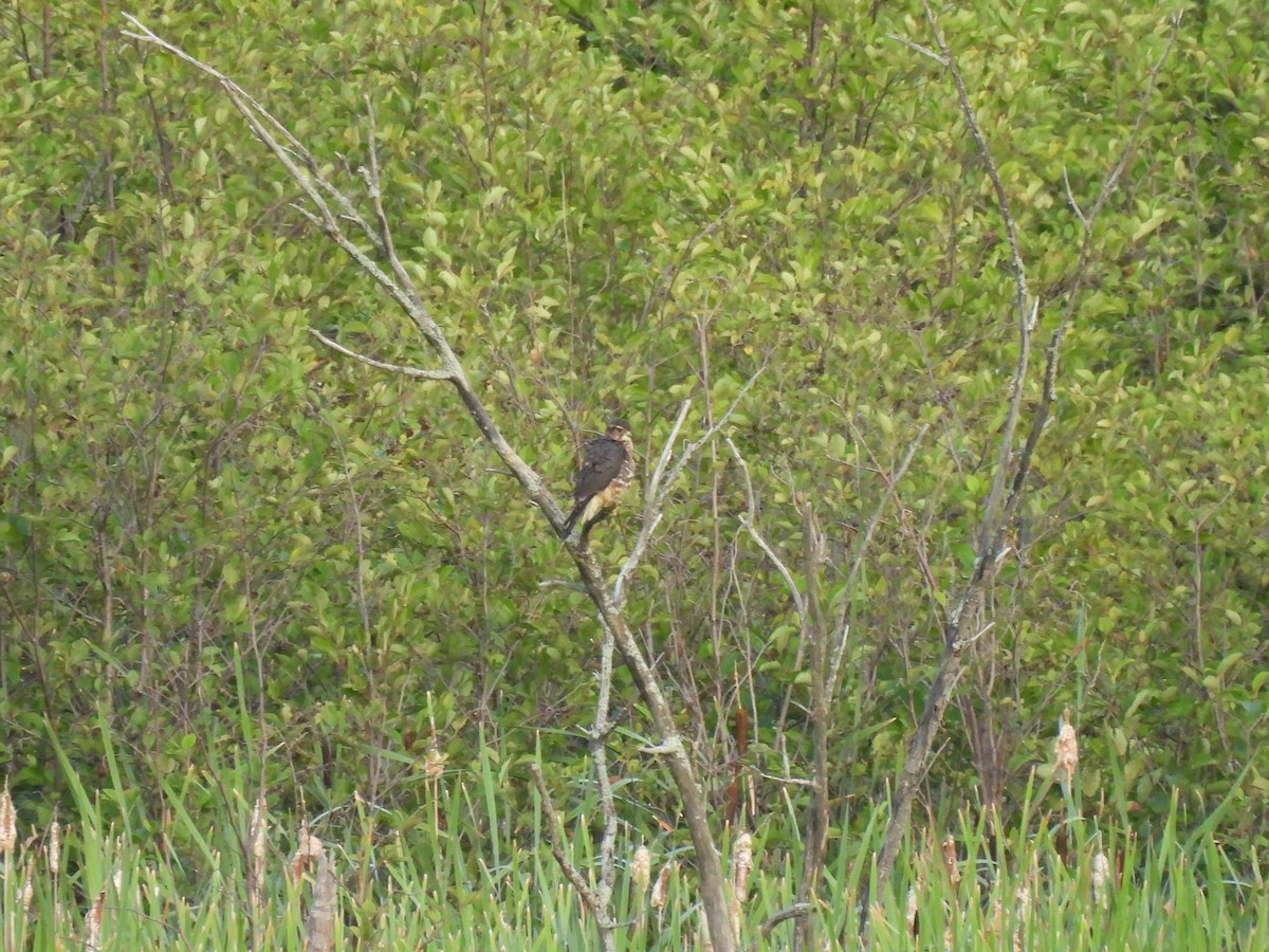 Merlin - ML640444488