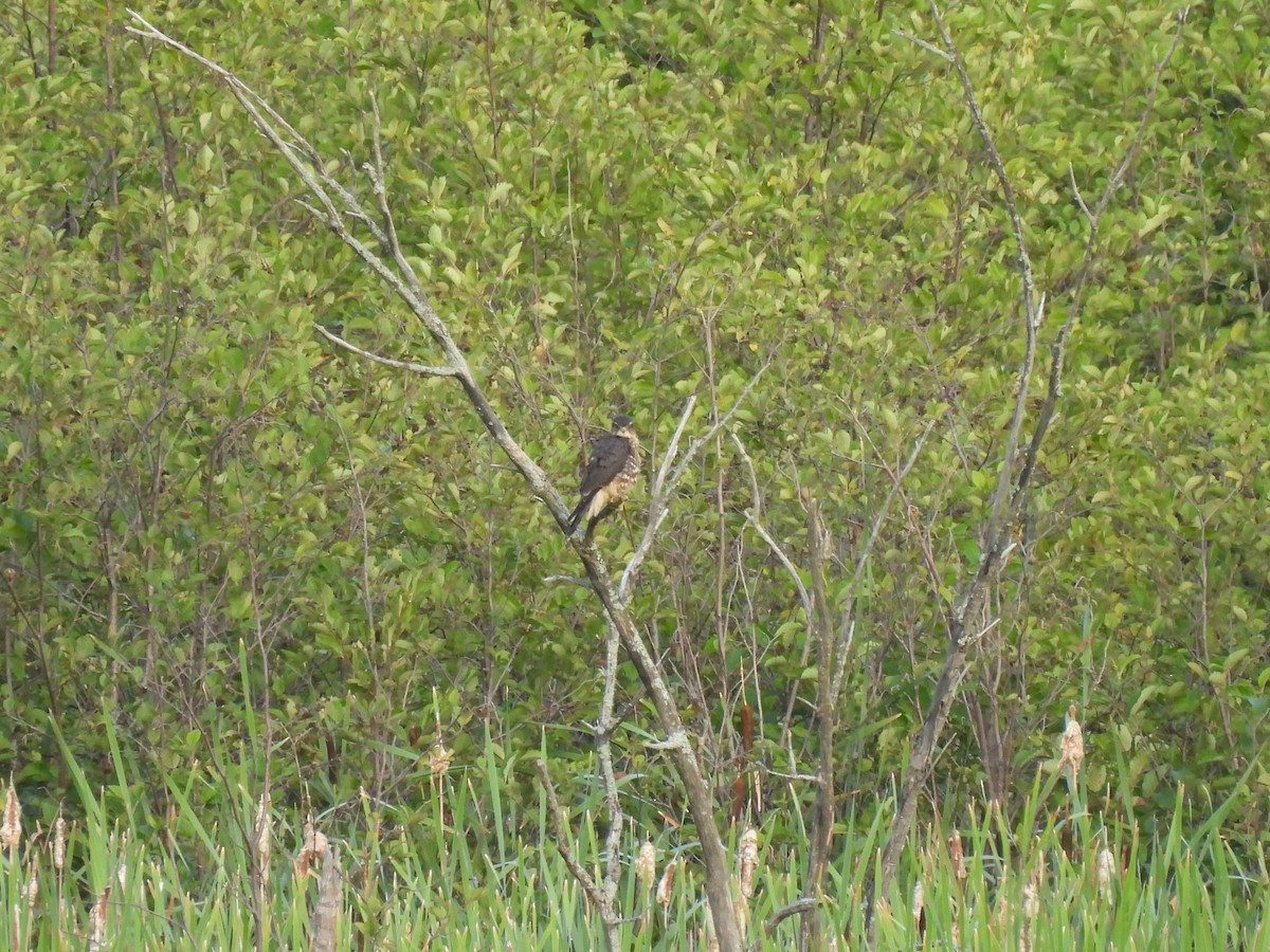 Merlin - ML640444489