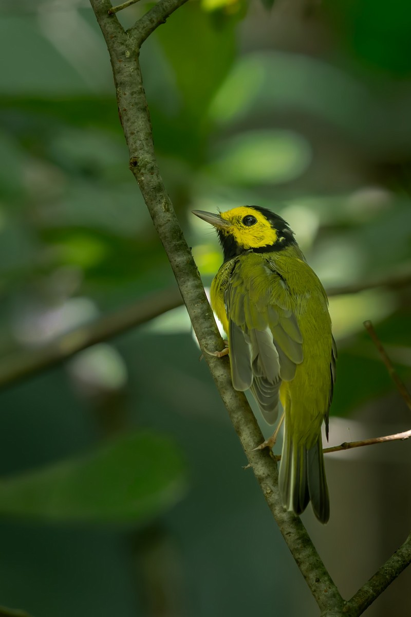 Hooded Warbler - ML640444626