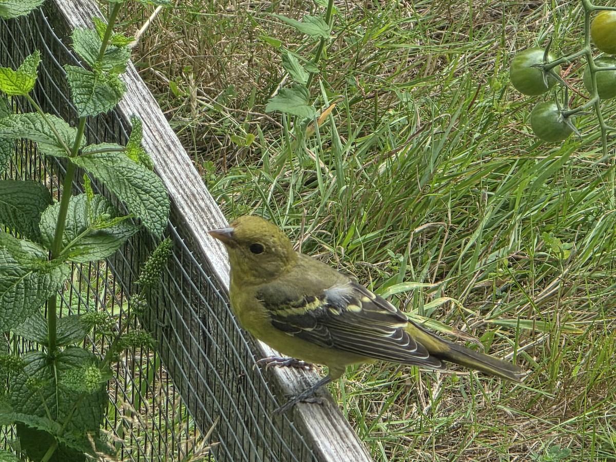 Western Tanager - ML640444751