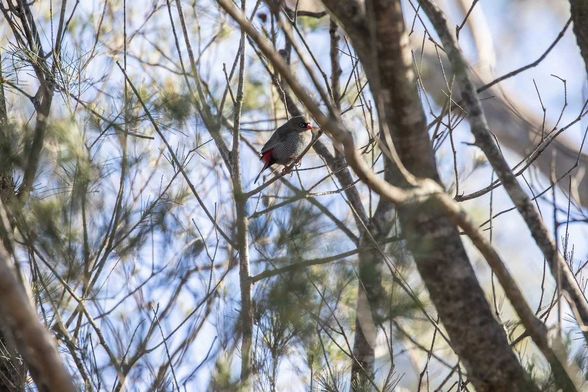 Beautiful Firetail - ML640444754