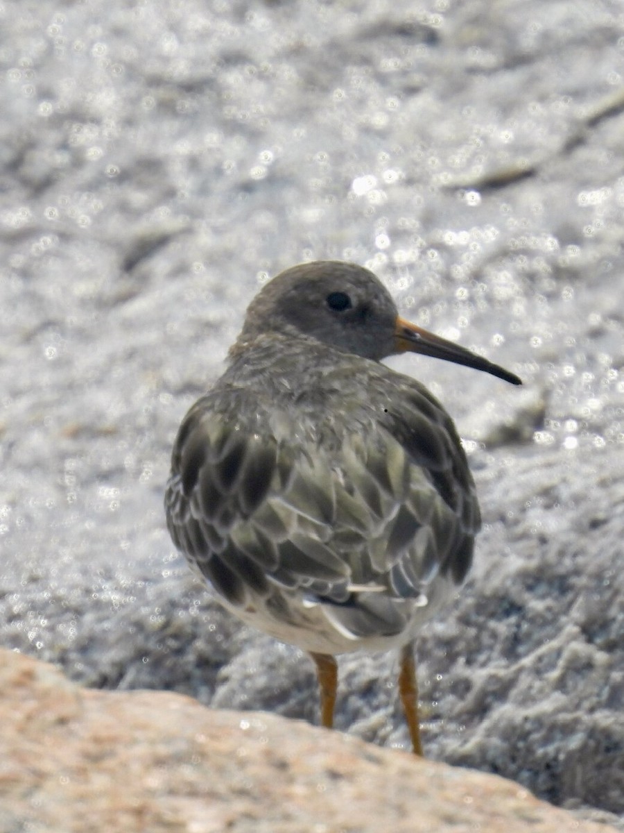 Purple Sandpiper - ML640444755