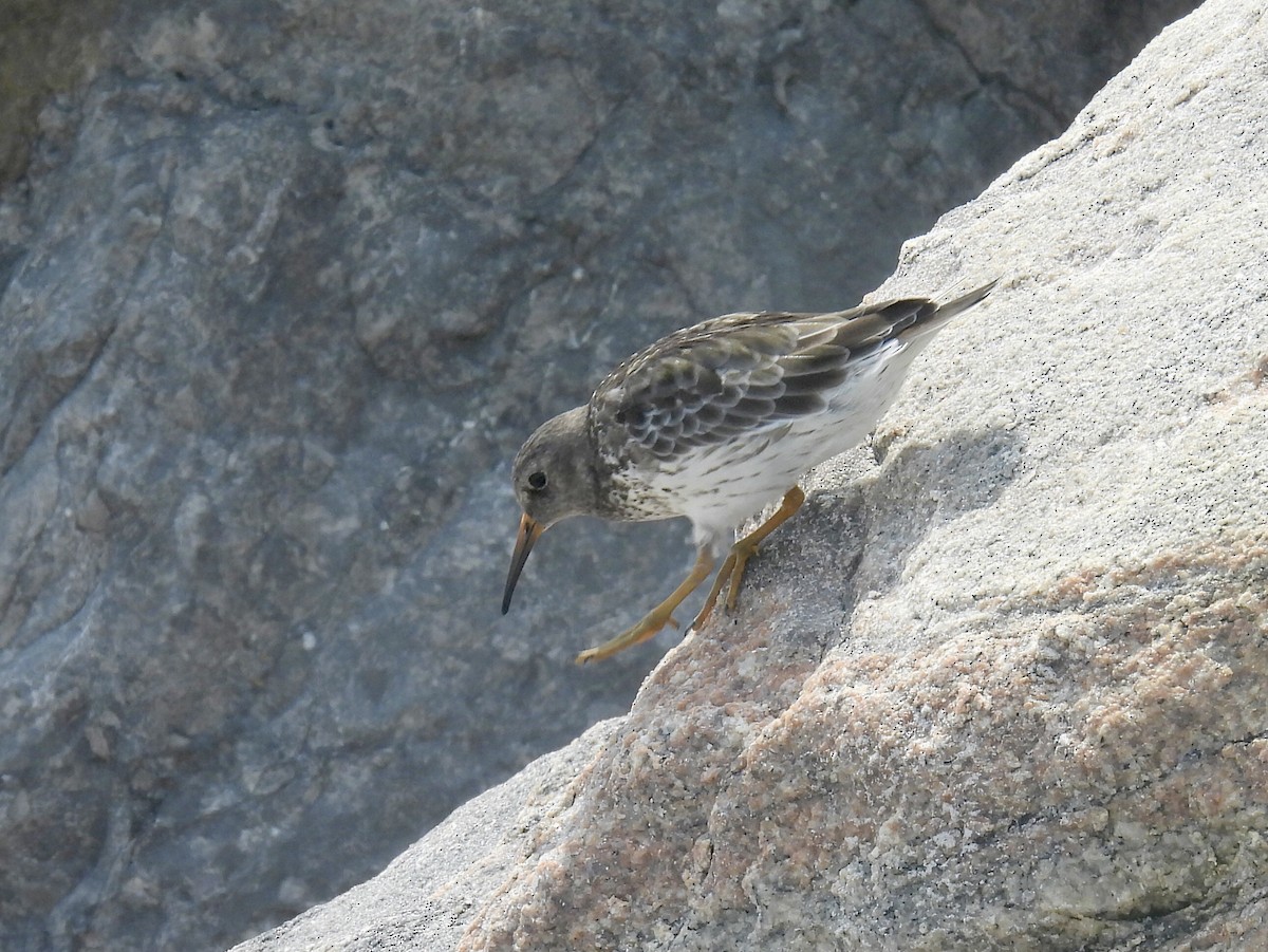 Purple Sandpiper - ML640444756