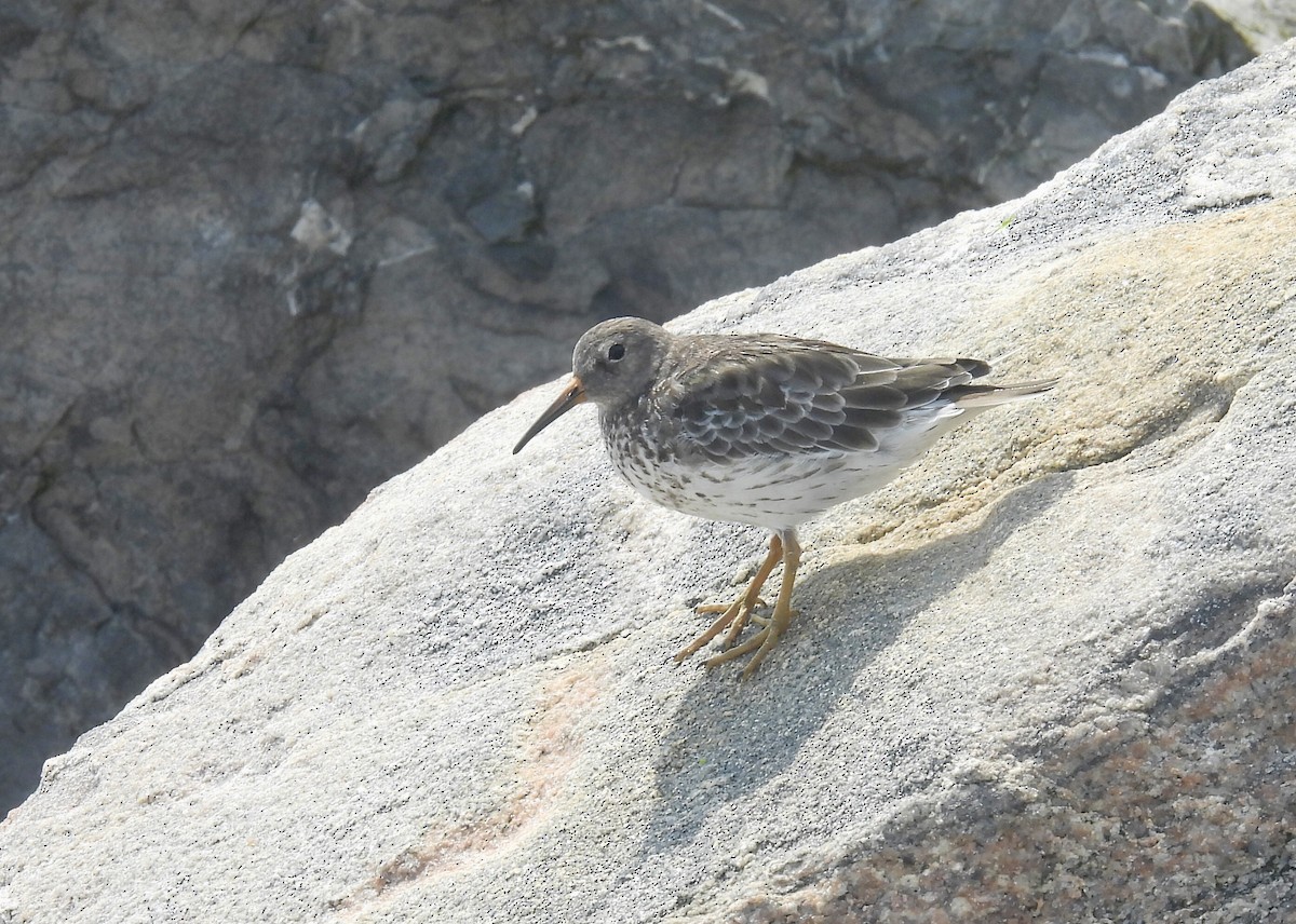 Purple Sandpiper - ML640444757