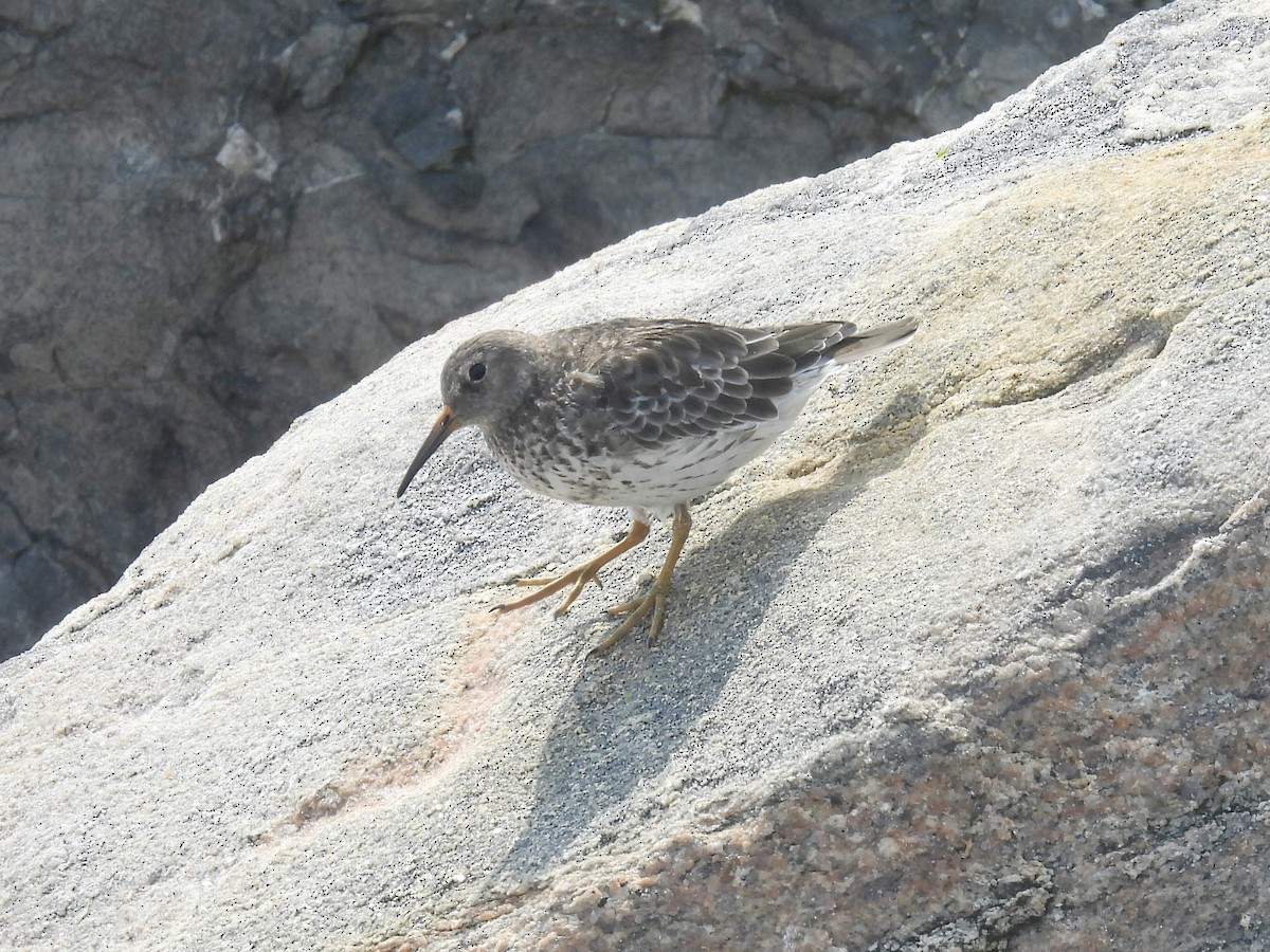 Purple Sandpiper - ML640444758